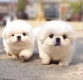 ขายลูกสุนัข Pekingese สีขาว 2