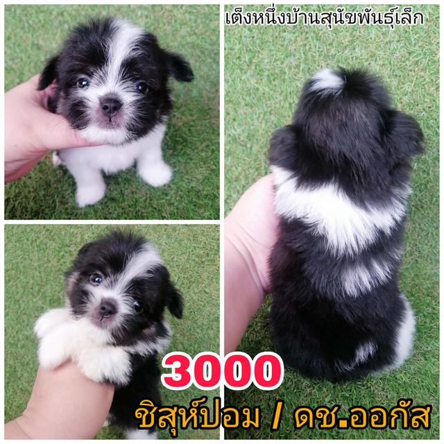 ปอมชิสุห์  พร้อมย้าย