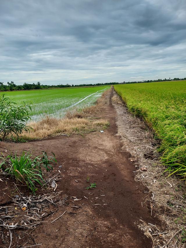 ขายที่ดิน 32 ไร่ ติดถนนสายลาดบัวหลวง-บางเลน คลองพระยาบรรลือ ใกล้โรงงานเบียร์สิงห์ 1