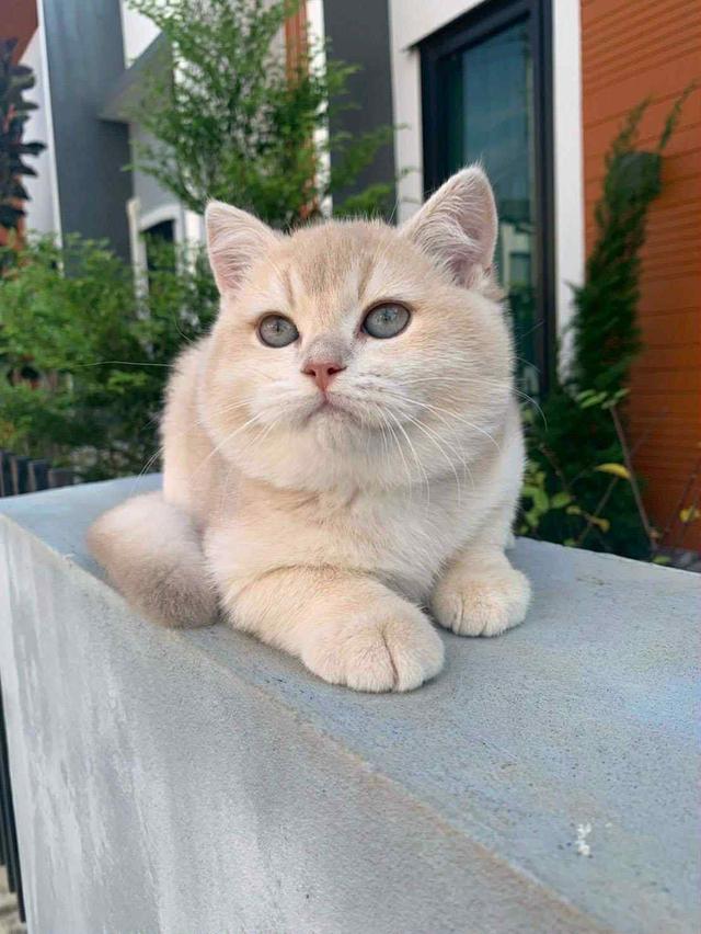 แมว บริติชช็อคแฮร์เด็กผู้ชาย 5เดือน 2