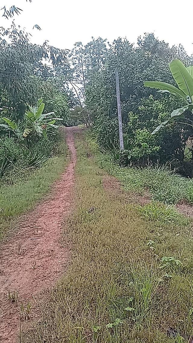 ที่ดินทองผาภูมิ 8