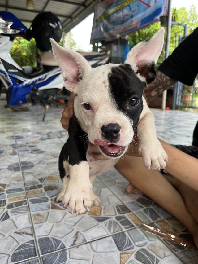 อเมริกันบูลลี่ 2