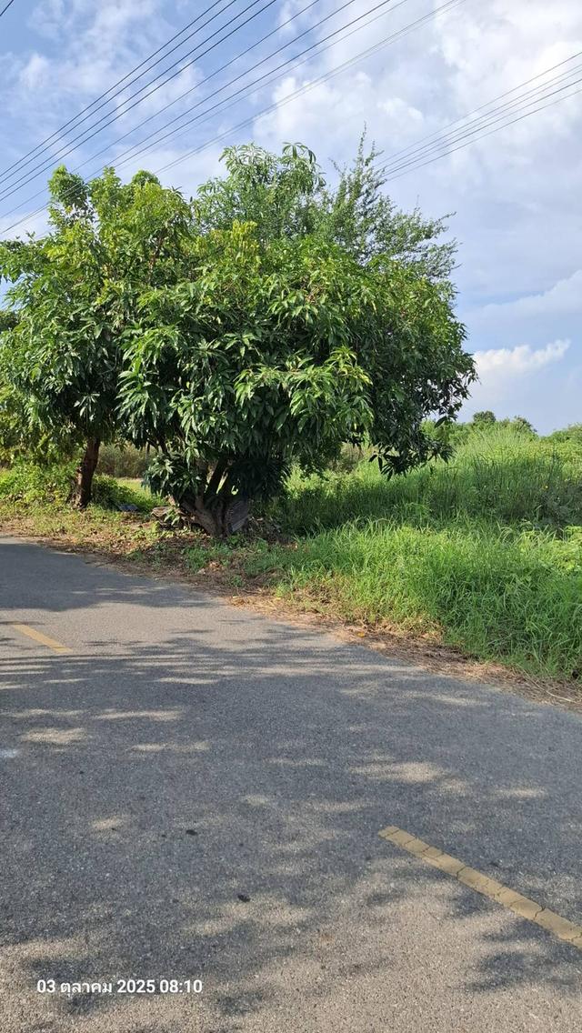  ขายที่ถมแล้วบางส่วน  2 ไร่ ติดถนนสองด้าน  ต.บ้านโพธิ์ อ.บ้านโพธิ์ จ.ฉะเชิงเทรา 4