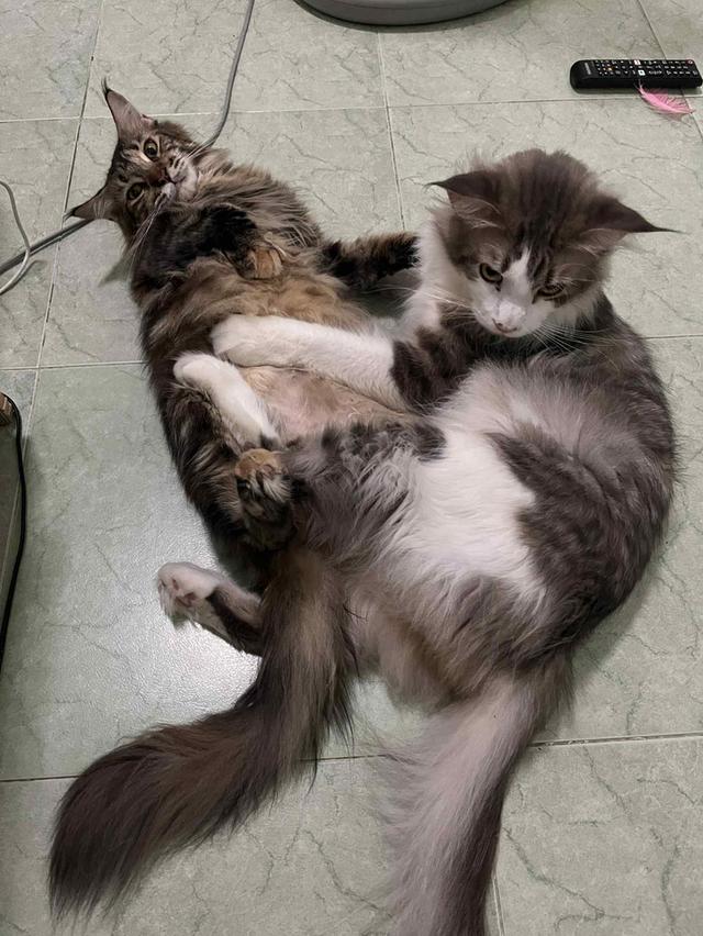 แมวเมนคูน 3