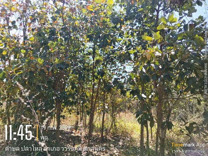 ด่วนขายที่ดิน13ไร่เศษฉโนดครุฑแดงโอนฟนีไม่มีค่าใช้จ่ายต่อรองราคาได้เจ้าของขายเอง 16