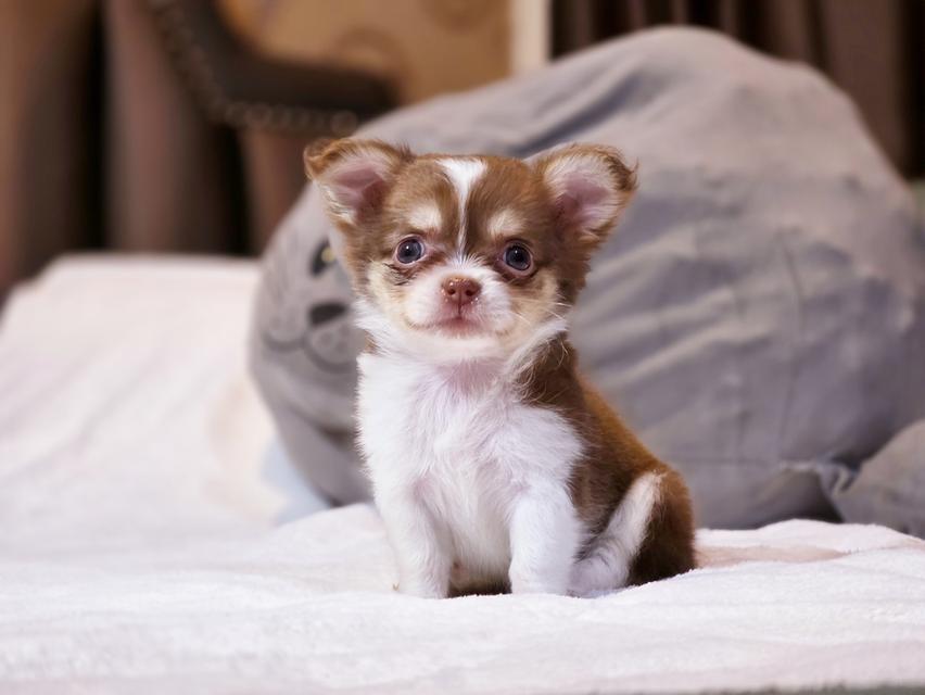 Chihuahua สายเลือดสีช็อค น้องเอลซ่าเพศ ญ
