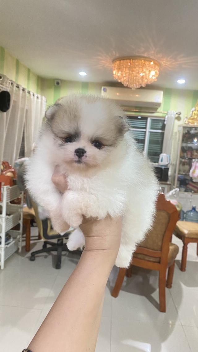 ลูกปอมแท้ อายุ50วัน อ้วนกลมฟู หมีๆ สีสวย ทรงสวย พร้อมย้ายบ้าน รูปที่ 7