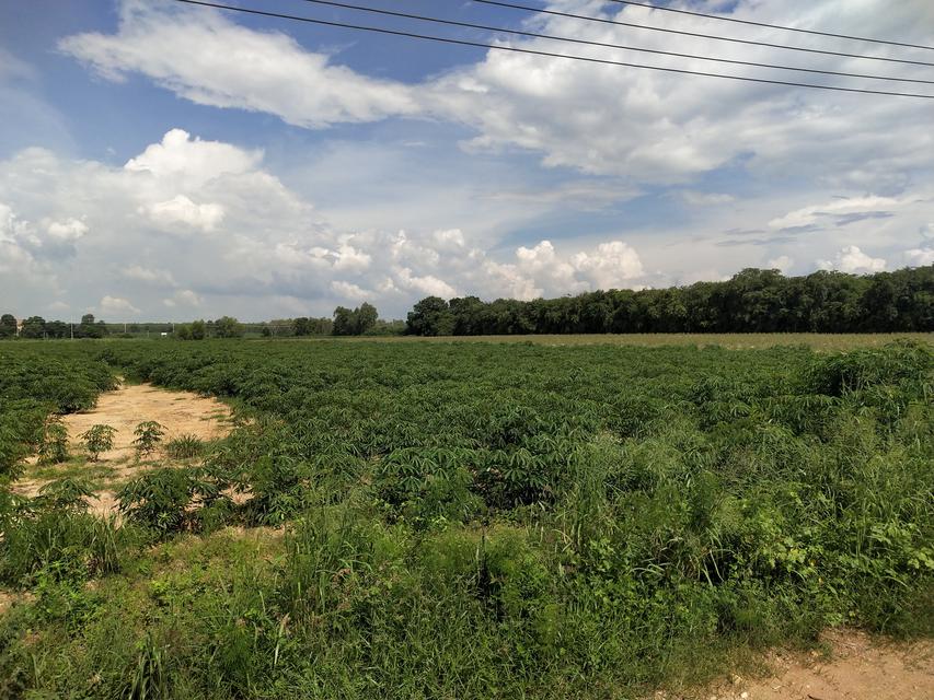 รูป ที่ดิน99ไร่ หน้าติดถนน331 หนองปรือ,พนัสนิคม 4