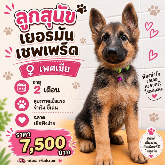 ลูกสุนัขเยอรมันเชฟเพิร์ด เพศเมีย อายุ 2 เดือน พันธ์แท้