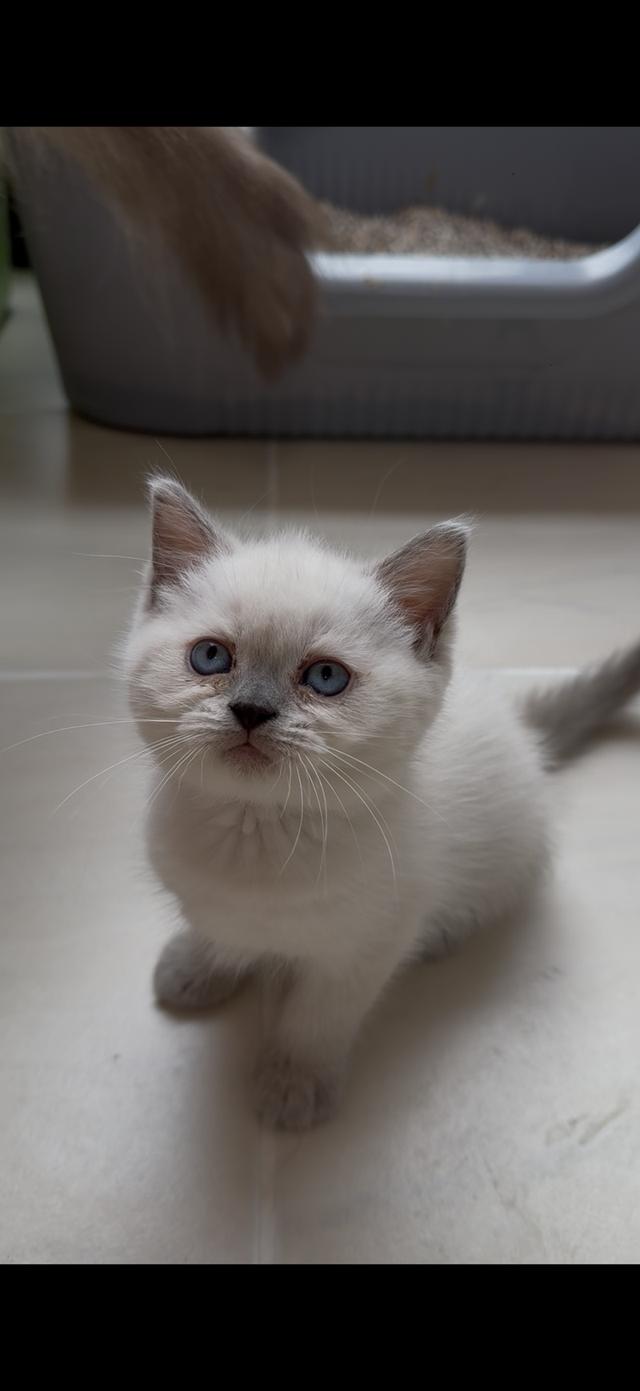 แมวมันช์กิ้นผสมเปอร์เซีย สีบลูพ้อย