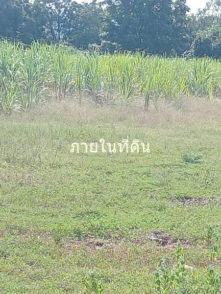 ขายที่ดิน 55 ไร่เศษ ต.ชนวน อ.หนองนาคำ ขอนแก่น ไร่ละ 6 หมื่น 12