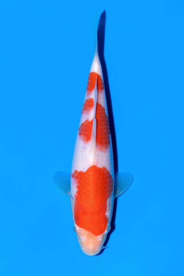 Ooya Kohaku Nisai 35 cm Female