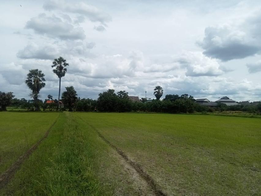ขายที่ดินเปล่า ชุมชนตลาด  เขาย้อย เพชรบุรี (เหมาะกับลงทุน+เกษตร) 2
