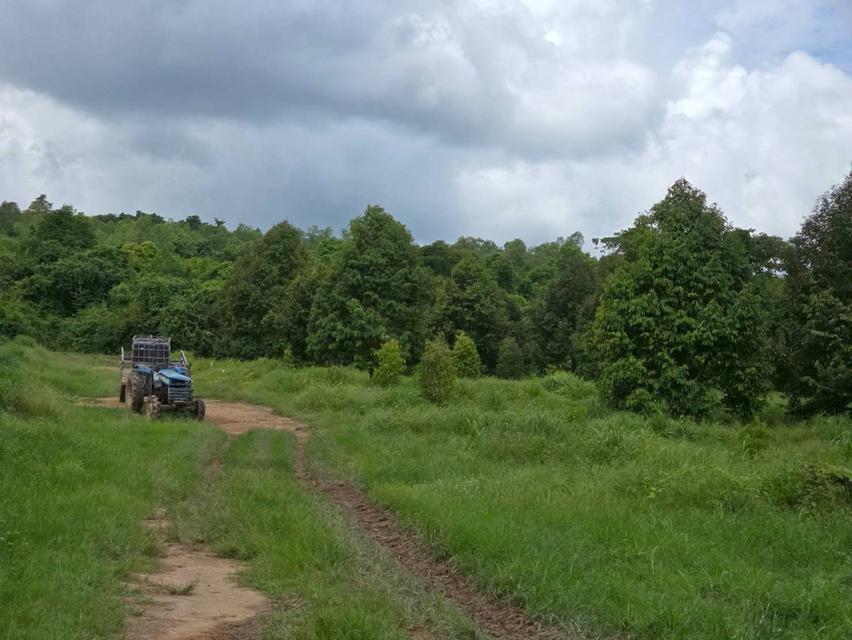 ขาย สวนเกษตร ฟาร์ม 914.75 ไร่ 3