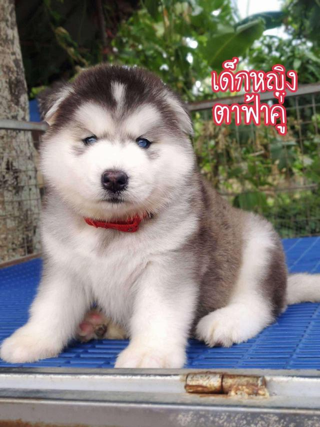 Siberian husky ไซบีเรียนฮัสกี้ รูปที่ 2