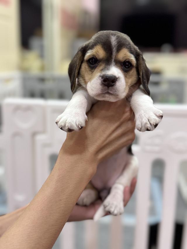 บีเกิ้ล (Beagle) 💯 9
