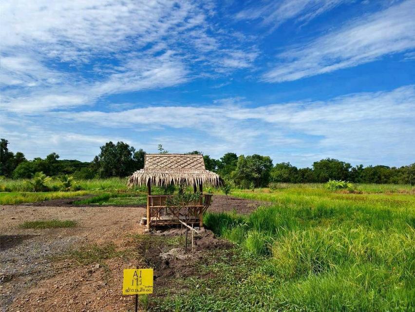 ขายที่ดิน 1 ไร่ บึงบา–หนองเสือ จ.ปทุมธานีบรรยากาศบ้านสวน มีทางเลือกผ่อนตรงเจ้าของ 36 งวด 8