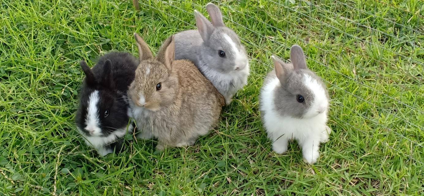 กระต่ายนิวซีแลนด์ 3