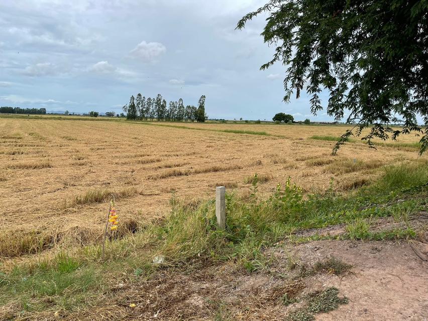 ที่นาแบ่งขาย อยู่ที่ ต.วังน้ำเย็น อ.บางปลาม้า จ.สุพรรณบุรี จำนวน 4 แปลง มีทั้งหมด 29 ไร่ 2 งาน แบ่งขาย แปลงละ 7 ไร่ 1 งาน 59 ตรว. ขายไร่ละ 230,000 บ. 8