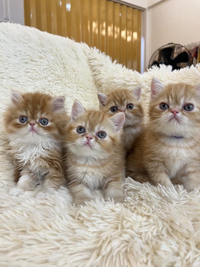 แมวสีส้ม เพศเมียสวยมากแท้ รูปที่ 6