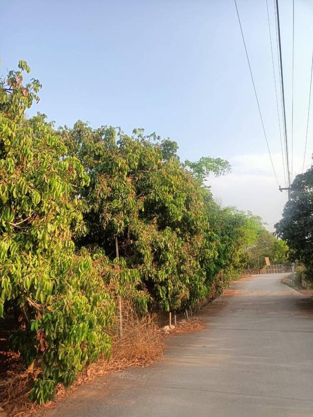 ขายที่ดินโฉนดครุฑแดง (เจ้าของขายเอง) 11