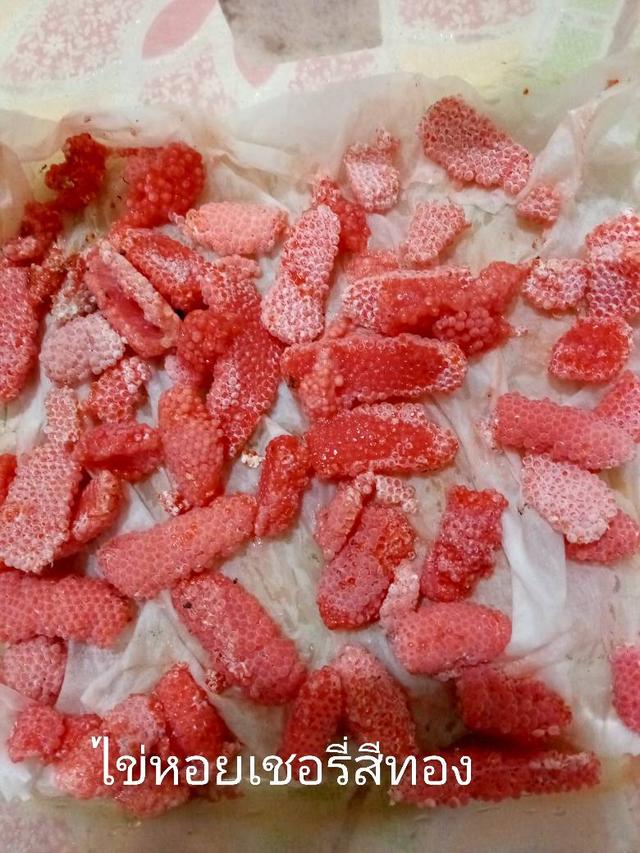 แม่พันธุ์ไข่หอยเชอรี่สีทอง