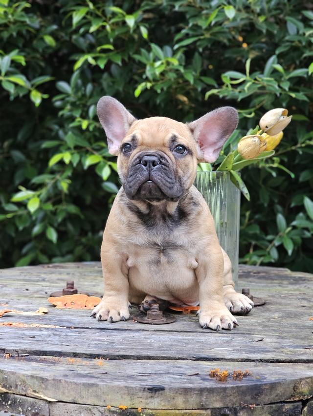 เฟรนช์บลูด็อก 3