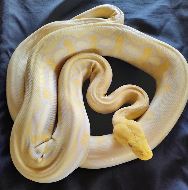 งูหลามทอง สีเหลืองสวย