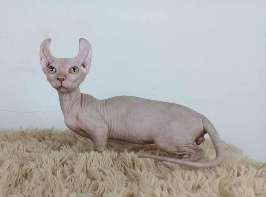 30.แมวดเวล/เพศผู้ Dwelf Cat/Male