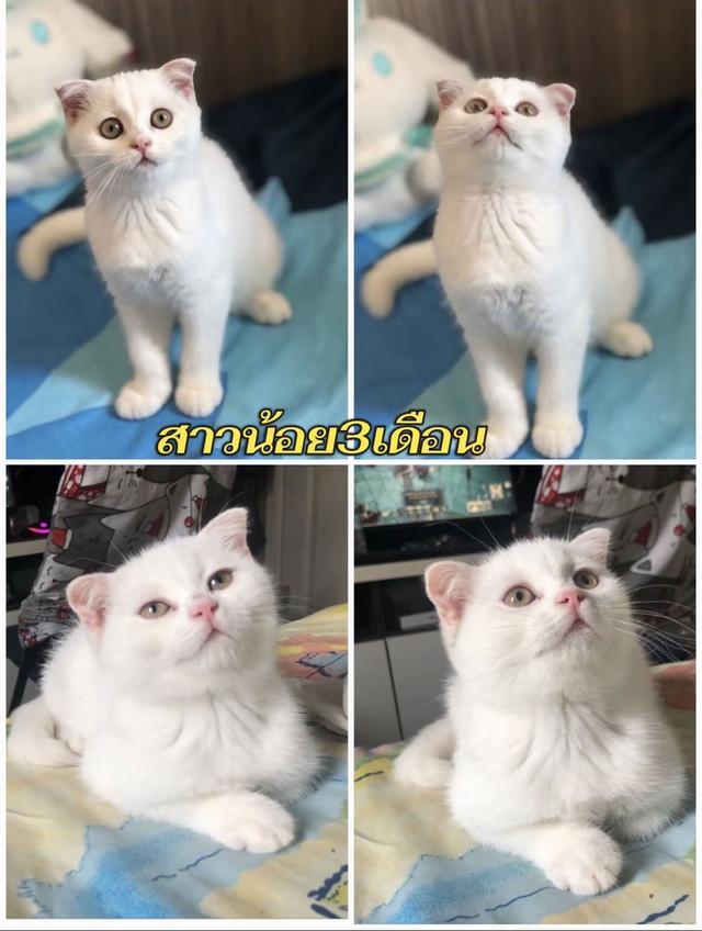 แมวสก๊อติช สาวน้อยน่ารักขี้อ้อน รูปย่อยที่ 2