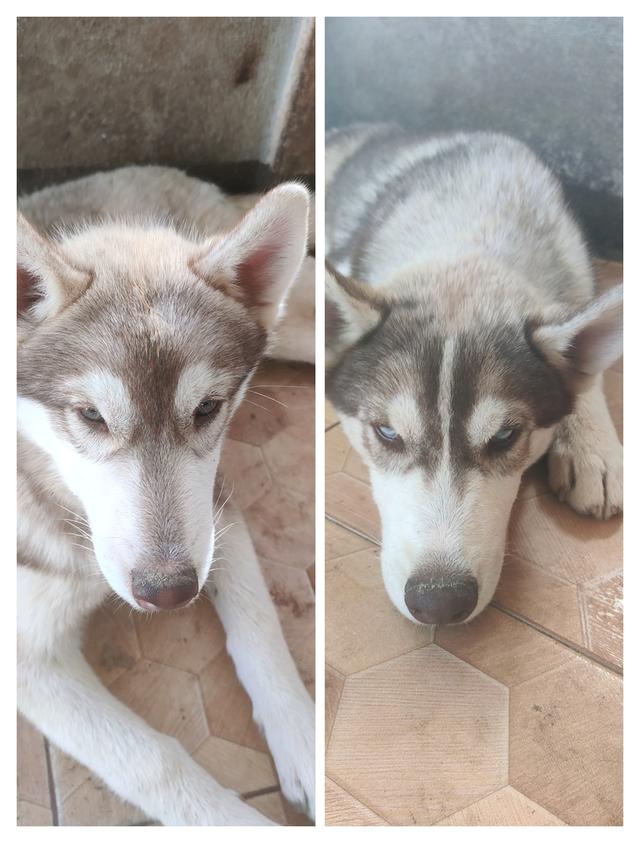 ไซบีเรียนเพศผู้เพศเมียอายุ4เดือน