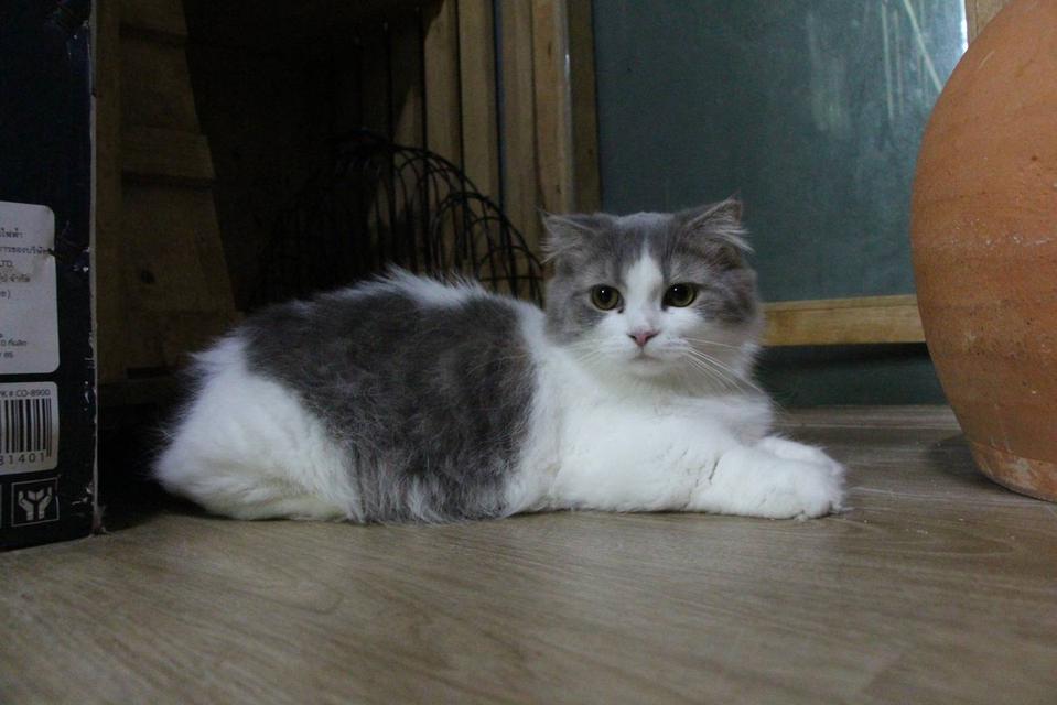 แมวพันธุ์มันซ์กิ้นขาสั้นเพศเมีย รูปที่ 1