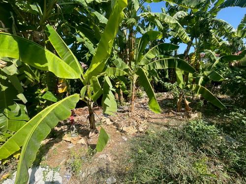 ขายที่ดินเปล่า 119 ตร.ว.ซอยคลองหลวง33 ต.คลองหนึ่ง อ.คลองหลวง จ.ปทุมธานี 13