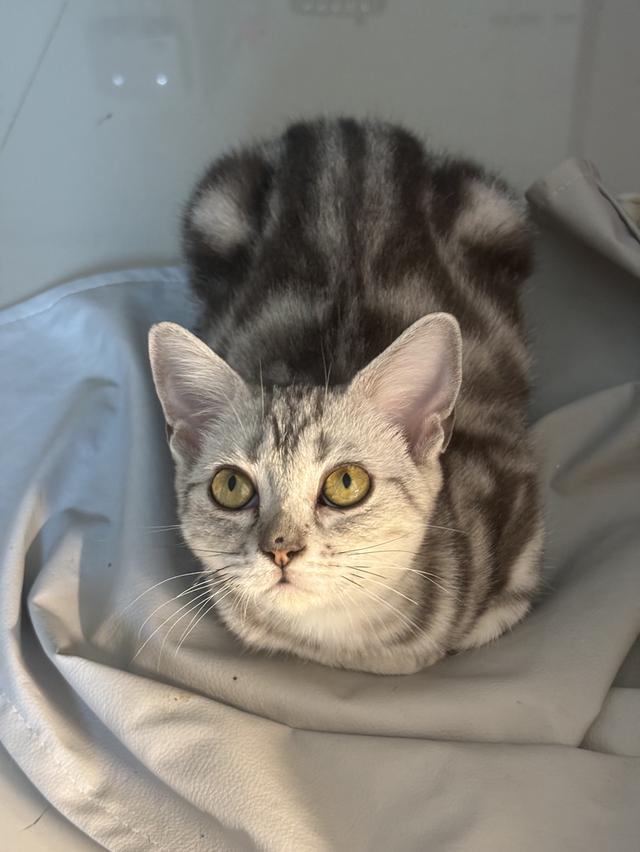 แมว อเมริกัน ช็อตแฮร์ รูปที่ 7