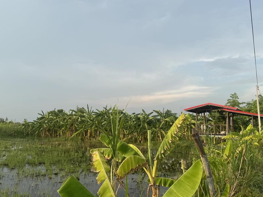 ขายที่ดินสวนพร้อมบ่อน้ำ 2 ไร่ โคราช ที่ดินบรรยากาศธรรมชาติ มีบ่อน้ำ เดินทางสะดวกใกล้ตัวเมืองโคราช มีไฟฟ้า ต้องการขายด่วนค่ะ 6