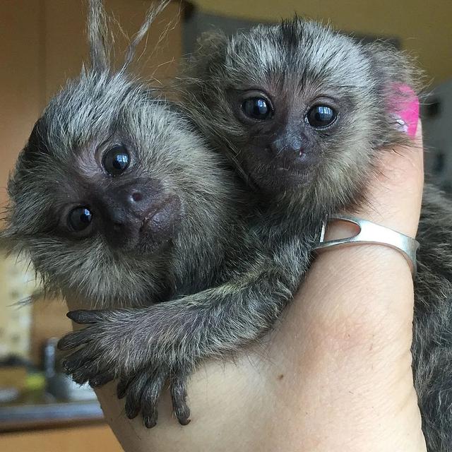 Marmoset Monkeys for sale 4