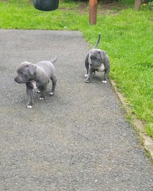 Staffordshire Bull Terrier Puppies For Sale