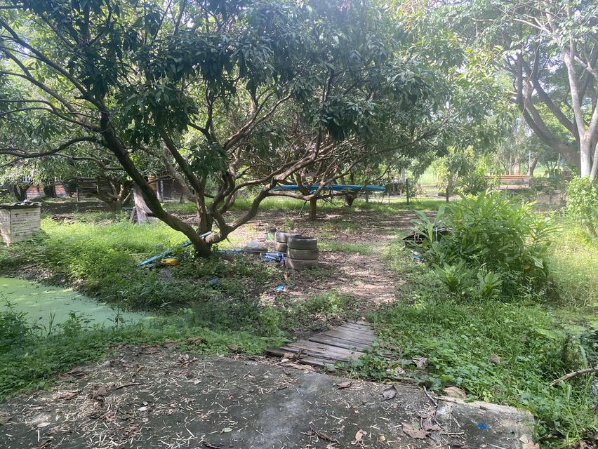 ที่ดิน 2