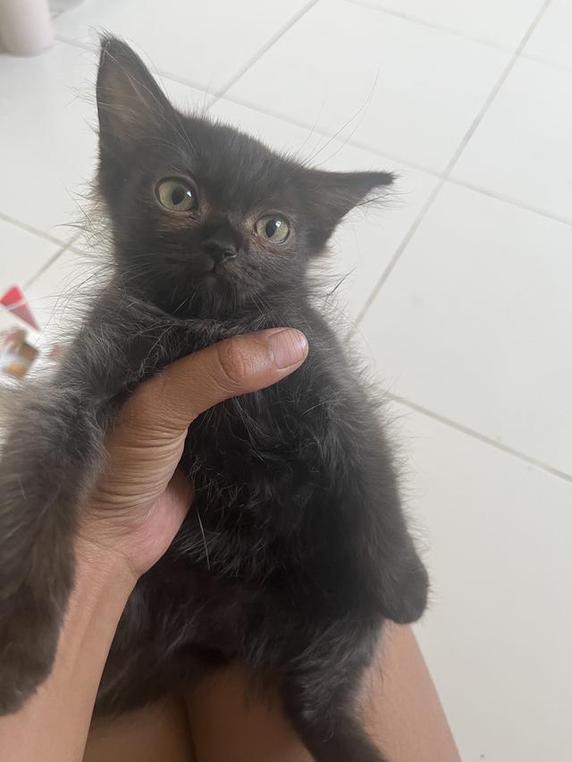 ขายลูกแมวหาบ้านใหม่ให้ลูกแมว รูปย่อยที่ 3