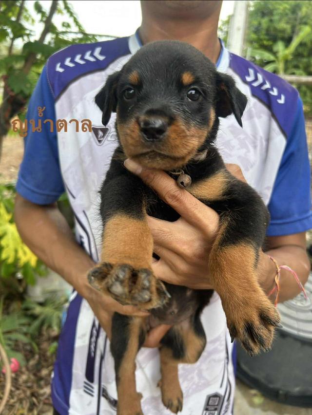 ร๊อตไวเลอร์ 4
