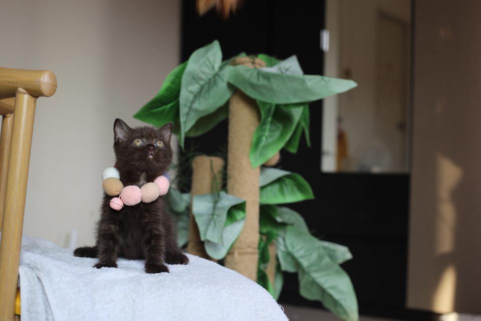 ลูกแมวบริติชช็อตแฮร์ผสมสก็อตติชช็อตแฮร์ 15