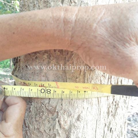 ที่ดินพร้อมต้นสักแปลงมุม ติดถนนลำปางหลวง ใกล้เทศบาลตำบลลำปางหลวง  13