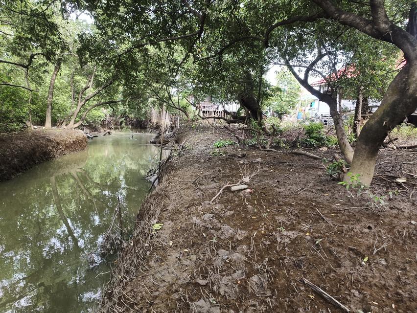 ที่ดินเปล่าริมน้ำ คลองด่าน มีต้นไม้ใหญ่ 2