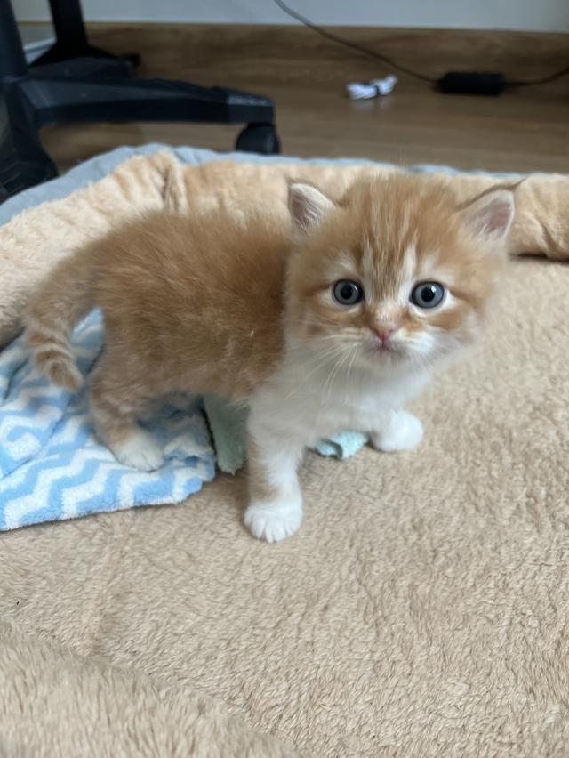 ด.ช ส้ม น้องเกิด 29/10/68 พร้อมย้ายบ้านค่ะ กินอาหารเม็ดได้แล้ว เข้ากับบ่าทรายเป็นแล้วค่ะ เลี้ยงระบบปิด