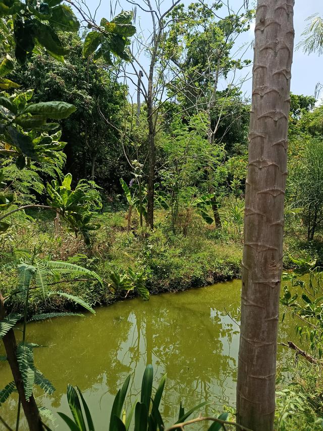 ที่ดินหลังตลาดน้ำบางน้ำผึ้ง 2