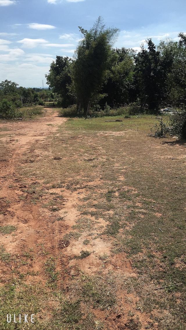 ที่ดินเปล่า บ้านกุดน้อย 3 งาน 75 ตารางวา อ.สีคิ้ว จ.นครราชสีมา 7