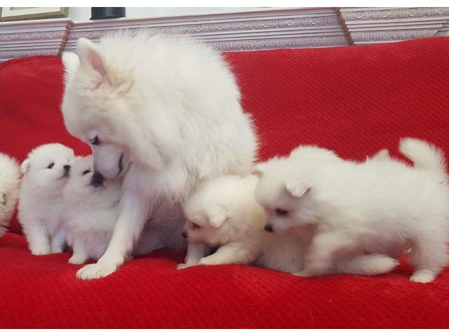 Japanese Spitz puppies | WhatsApp me : +971 58 208 8241