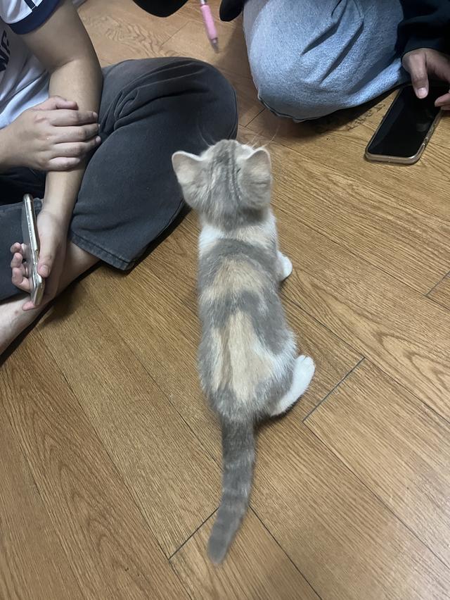 แมวมัชกิ้นผสมเปอร์เซีย