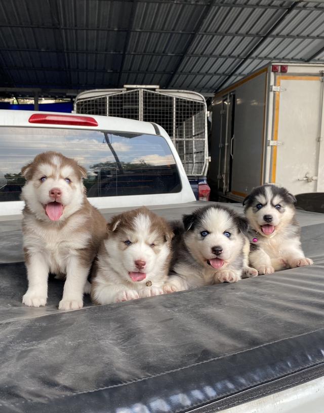 ไซบีเรียนวูดลี่โค้ช ชาย2หญิง2