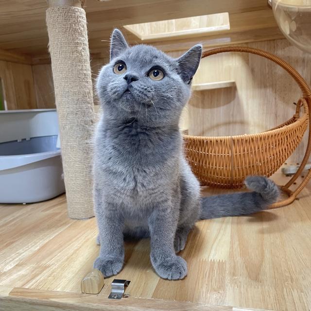 แมวมันช์กิ้นขายาวเพศชาย 9